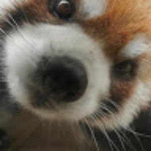 Meet your Posher, Hailey